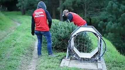Guatemala protege su pinabete, árbol nativo amenazado por la Navidad