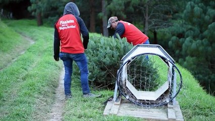 Guatemala protege su pinabete, árbol nativo amenazado por la Navidad