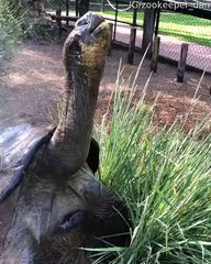 Tortoise Takes a Shower