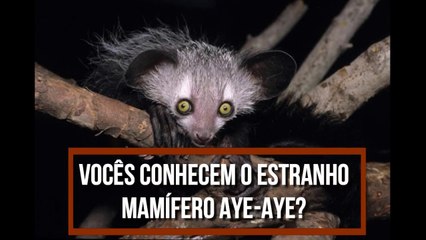  Vocês conhecem o estranho MAMÍFERO AYE AYE
