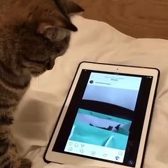 Cat Paws Through Posts