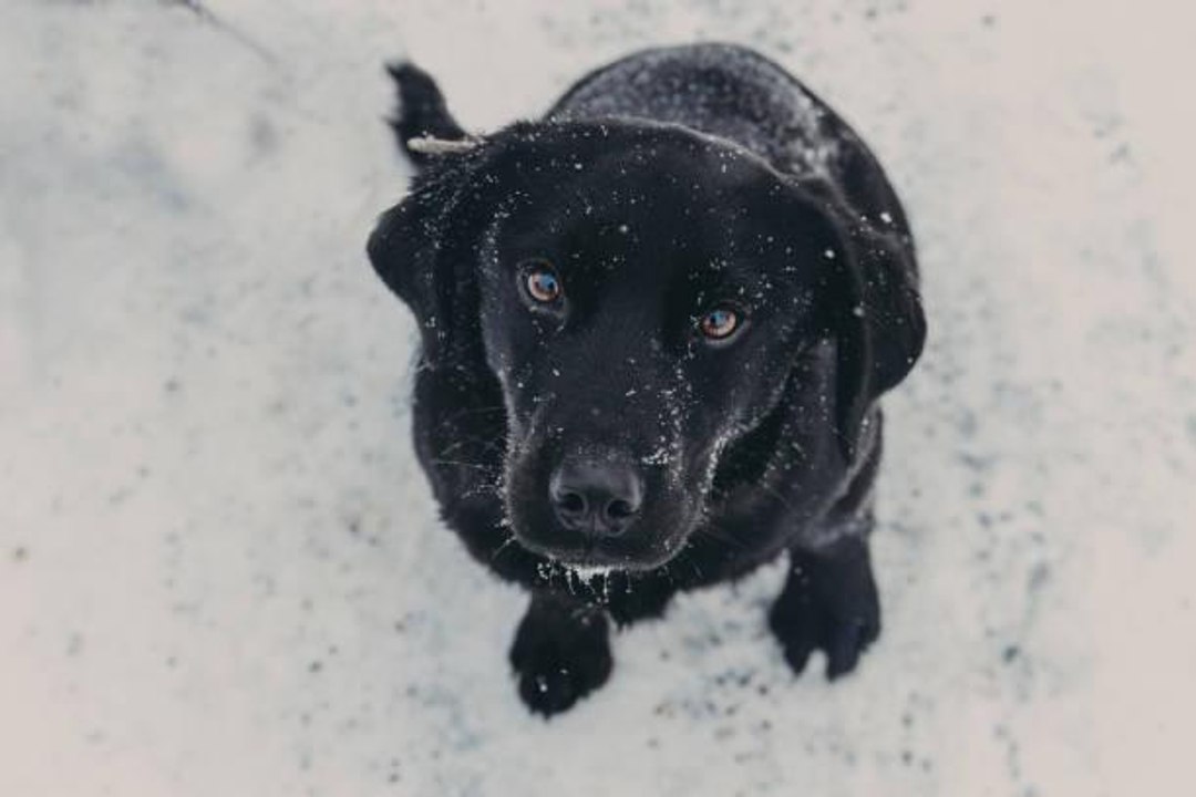 Why Do Dogs Love Snow So Much? video Dailymotion