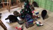 Eleven raccoons receive Christmas gifts from their owners in Russia