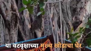 हे आहे महाराष्ट्रातील सर्वात मोठे वडाचे झाड