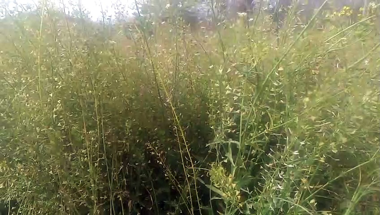 Çoban çantası otunun faydaları çayının yararları nelerdir