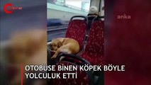 Otobüse binen köpek koltukta uyuya kaldı