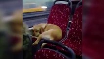 Beşiktaş’ta şoförün otobüse aldığı köpeğin videosu sosyal medyada büyük ilgi gördü