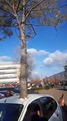 Tree grows through a car overnight