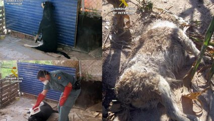 La Guardia Civil detiene a un hombre de 51 años en Murcia por ahorcar y envenenar a perros
