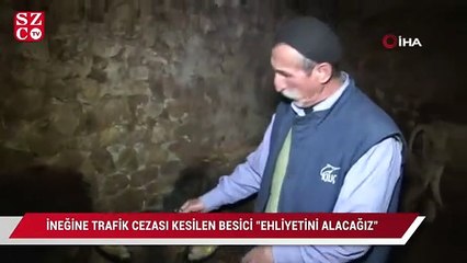 İneğe trafik cezası yazıldı! Sahibi "Ehliyetini alacağız" dedi