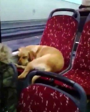 Sokakta üşüyen köpeği otobüse aldı, köpek koltukta uyuyakaldı