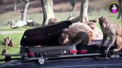 Akibat Parkir Sembarangan, Mobil Ini Habis Dirusak Oleh Segerombolan Monyet Liar!