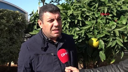 Mersin kamyonla mersin'e getirilen köpekler, alanya'ya geri gönderildi