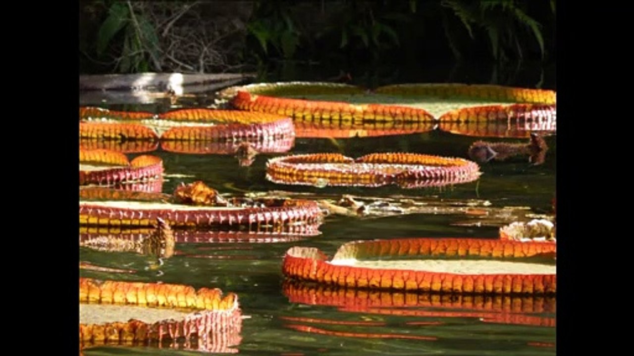Jardim Botânico Rio de Janeiro, Brasil