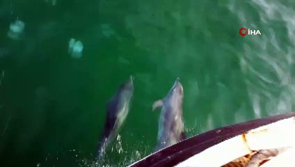 Yunuslar balıkçılarla yarıştı