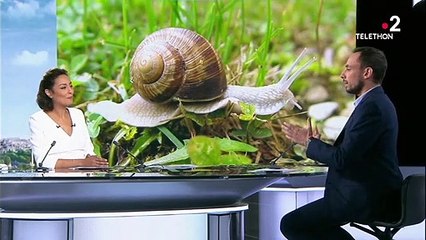Traditions culinaires : l'histoire des escargots de Bourgogne