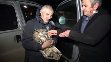 Yaralı olarak bulunan Puhu kuşu tedavi altına alındı