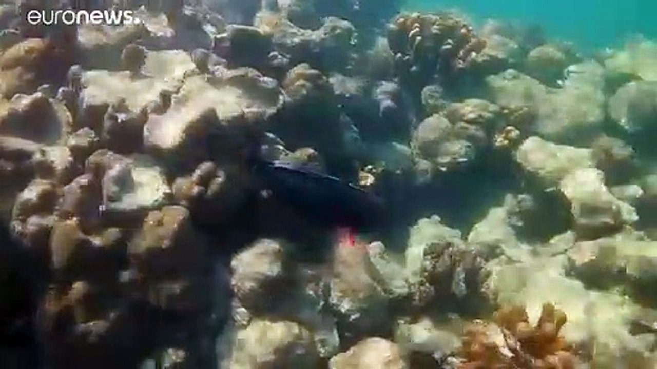 El cambio climático reducirá el oxígeno de los océanos hasta un 4% en 2100