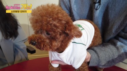 [설채현의 '왜 이러는 개냥'] "소화불량 강아지" / YTN