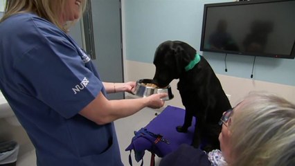 호주 동물병원 "반려견 헌혈 원해요"...조건은? / YTN