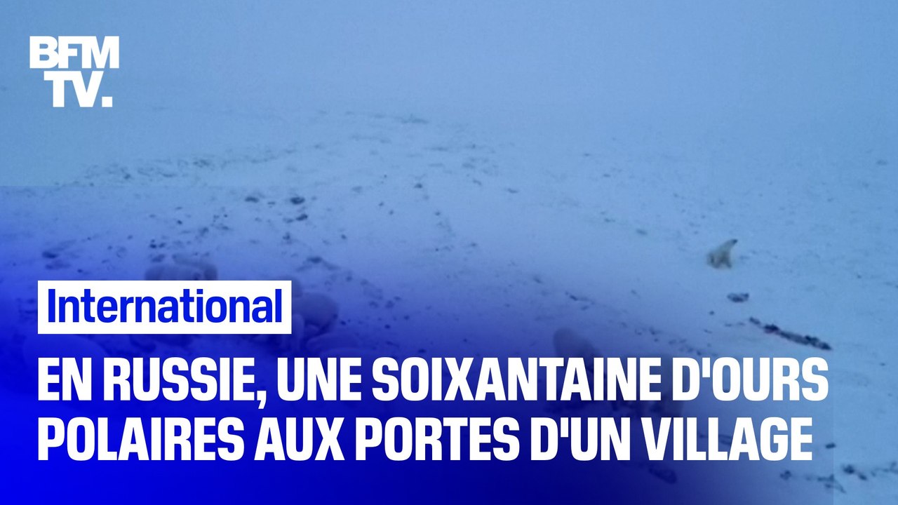 Russie: une soixantaine d’ours polaires aux portes d’un village