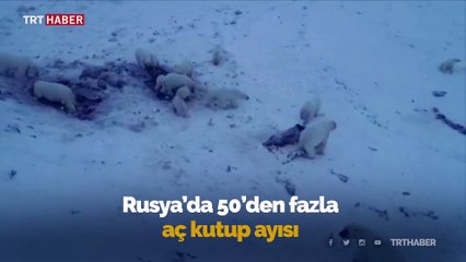 Rusya'da aç kutup ayıları yerleşim yerine indi