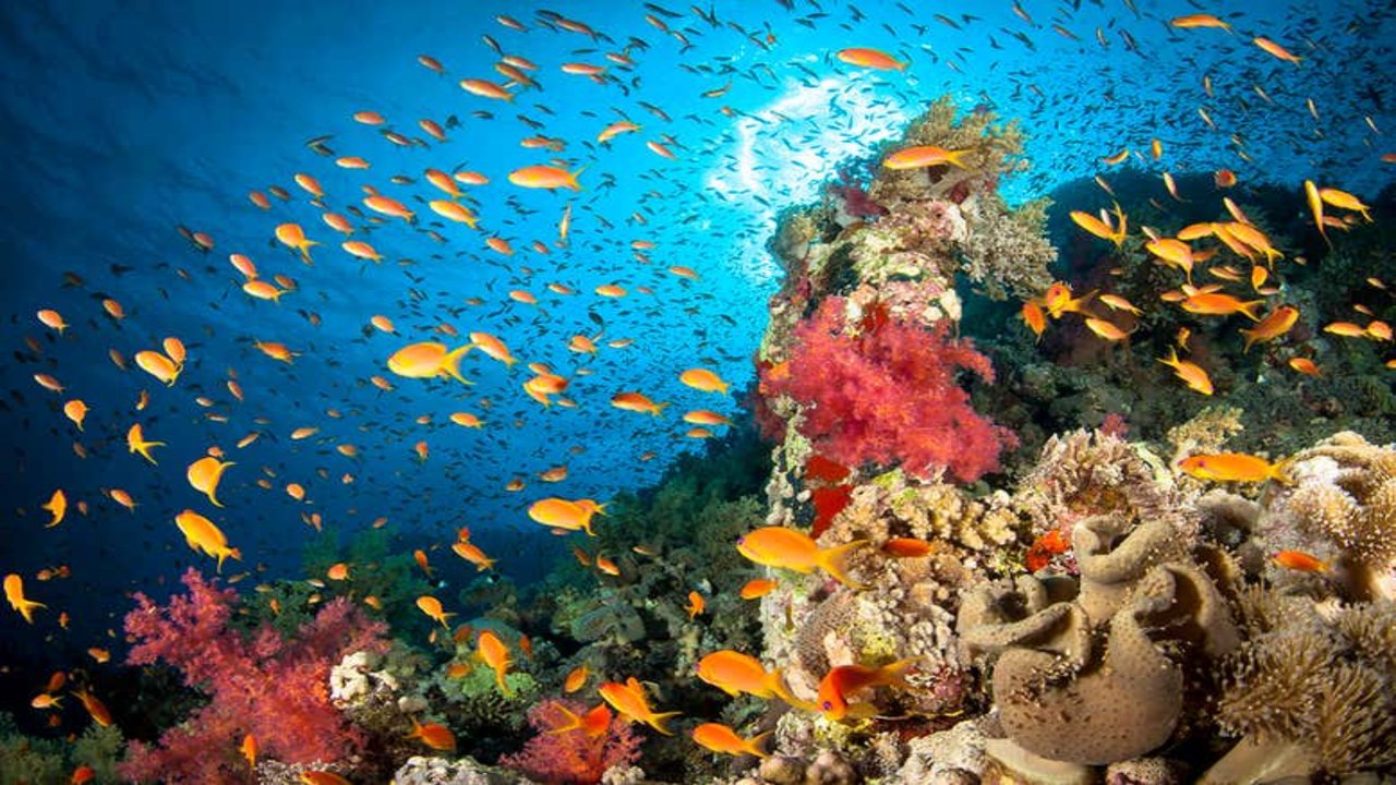 Report: Oceans' drastic oxygen loss will affect millions of people