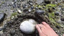 Ces enfants découvrent un énorme escargot de mer enfoui dans la terre