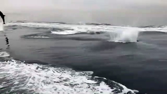 Des dizaines de dauphins suivent ce bateau à la trace... Magique