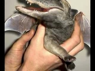 les A.G.M. (animaux génétiquement modifiés)