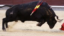 Así embiste un guardia civil a un antitaurino: 