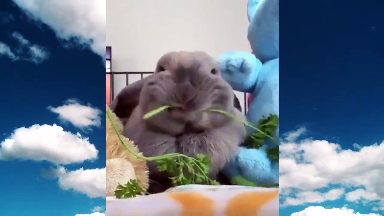 Curiosidades - Curiosity