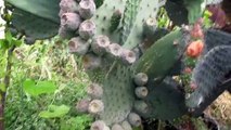 OPUNTIA MATUDAE XOCONOSTLE CACTUS PLANT WITH FLOWERS AND FRUIT