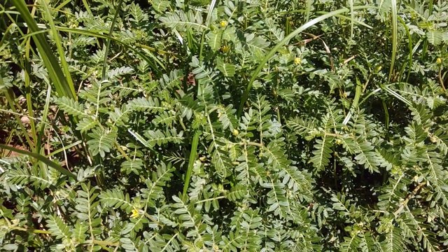 Çoban çökerten demir dikeni topuk dikeni otu nun faydalari çayı nın yararları nelerdir
