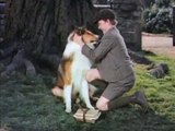 Lassie Come Home Movie (1943)
