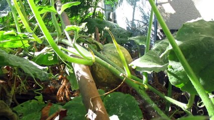 PUMPKIN PLANTS ARE STARTING TO PRODUCE