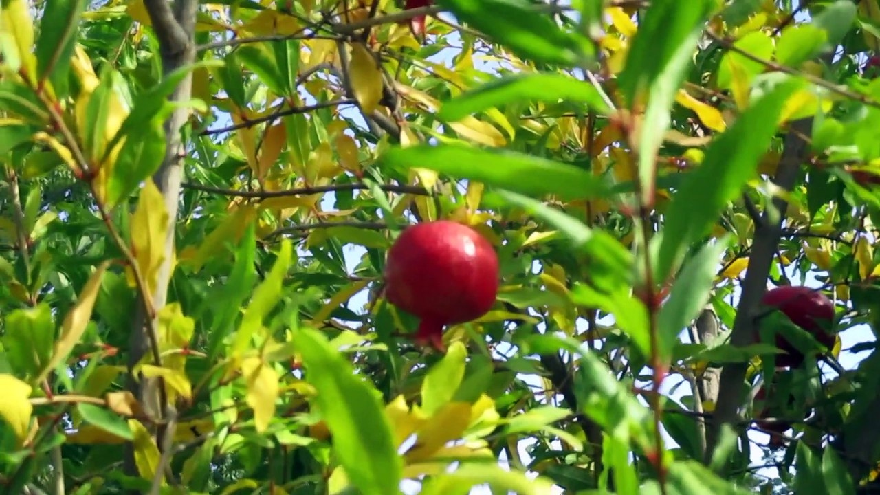 POMEGRANITE HARVEST