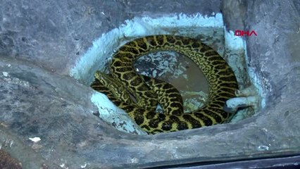 Dünyanın en zehirli sürüngenleri akvaryumda