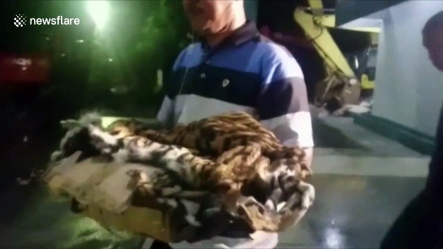 five Sumatran tiger hunters were captured, 4 fetuses, 1 tiger skins secured