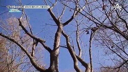 건강에 최고! 양자산이 품은 보약 나무