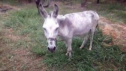 Komik eşek anirmasi sesleri çelimsiz boz eşeğin cırtlak sesi ile ai ai diye anirmasi videoları