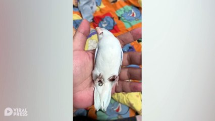 Pet Forpus Bird Plays Dead In Owner&apos;s Hand