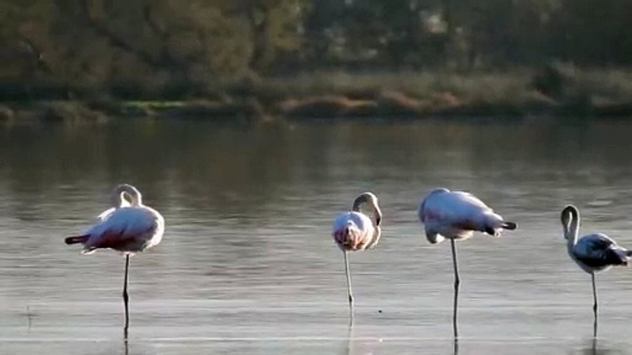 Etang de Biguglia : flamands roses, canards et cormorans