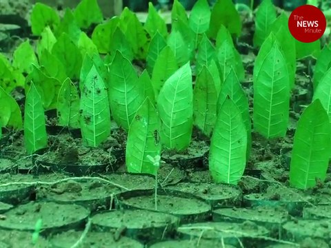 This farmer from Tamil Nadu's Mettupalayam grows plants using leaves instead of seeds