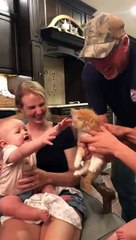 Quand deux bébés se disputent un chaton