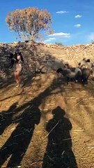 Enlever un bébé agneau à sa mère