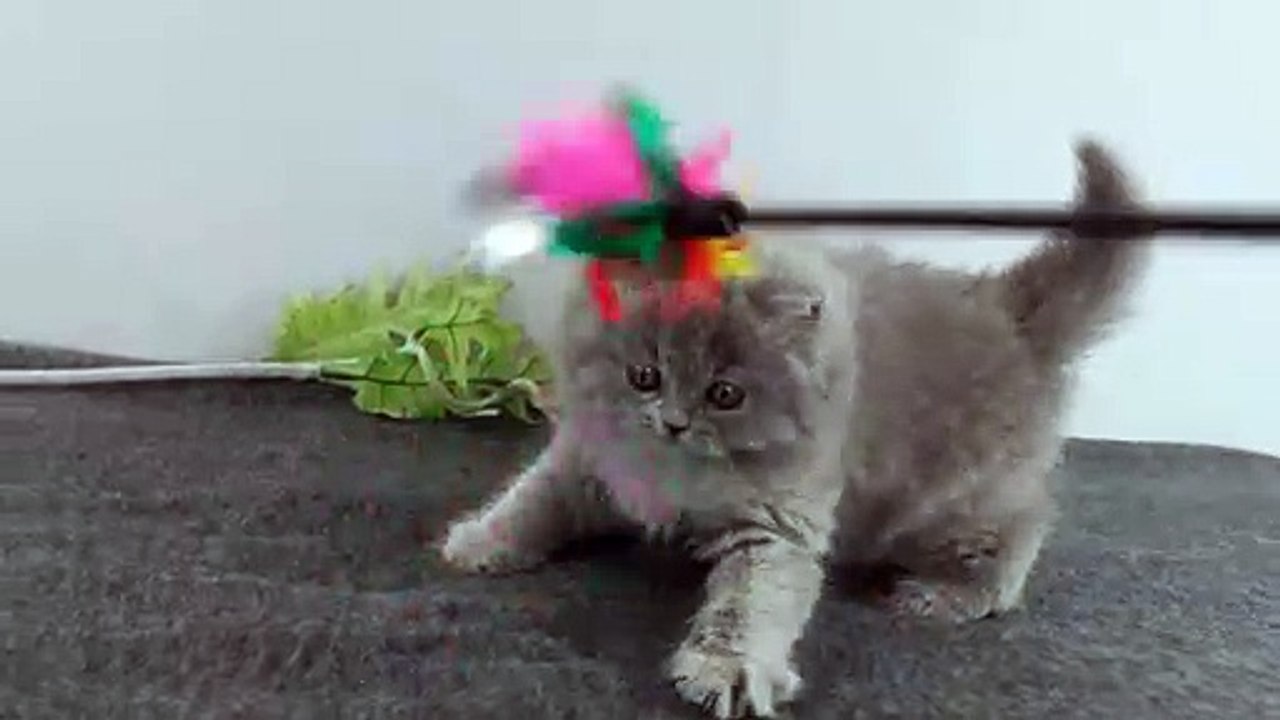 QUIARA OF SUMMER LOVE  08/12/2019