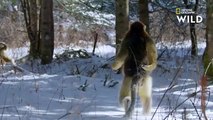 Le Rhinopithèque, le seul singe à marcher sur la neige debout