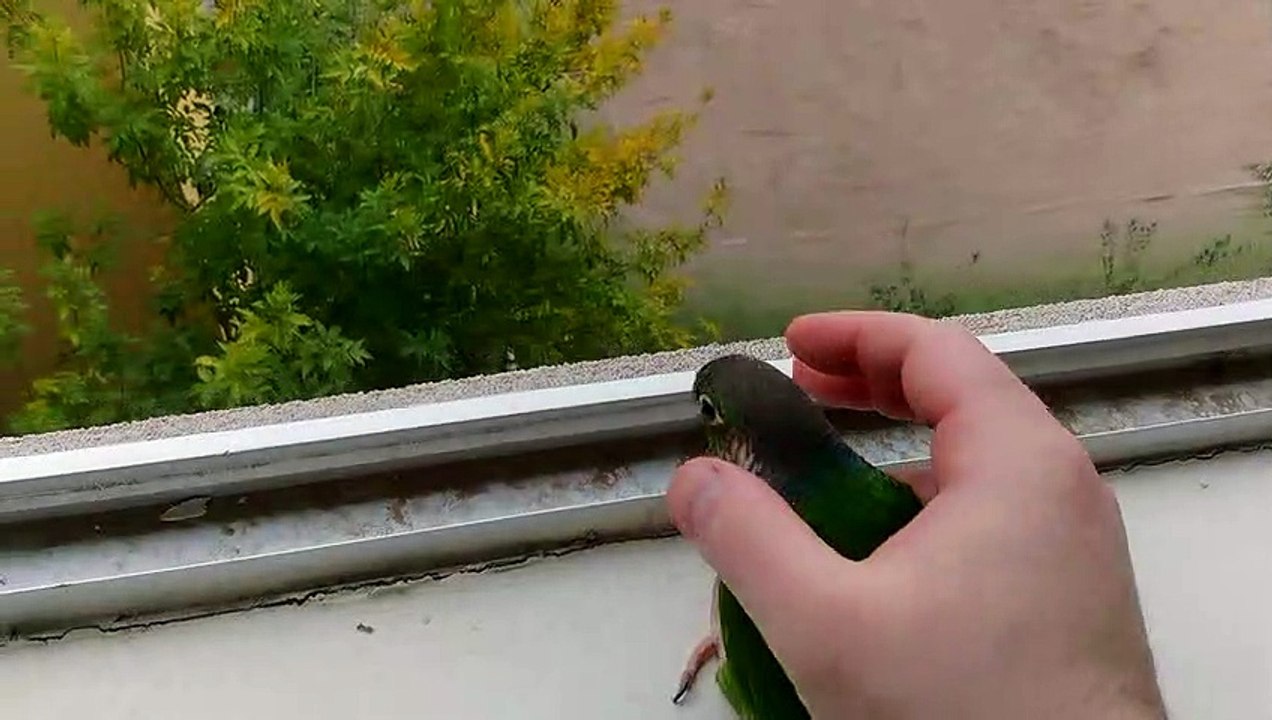 Other Pets Play Fetch, This Parrot Plays Throw