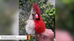 Northern Cardinal With Half Female, Half Male Plumage Becomes Internet Star